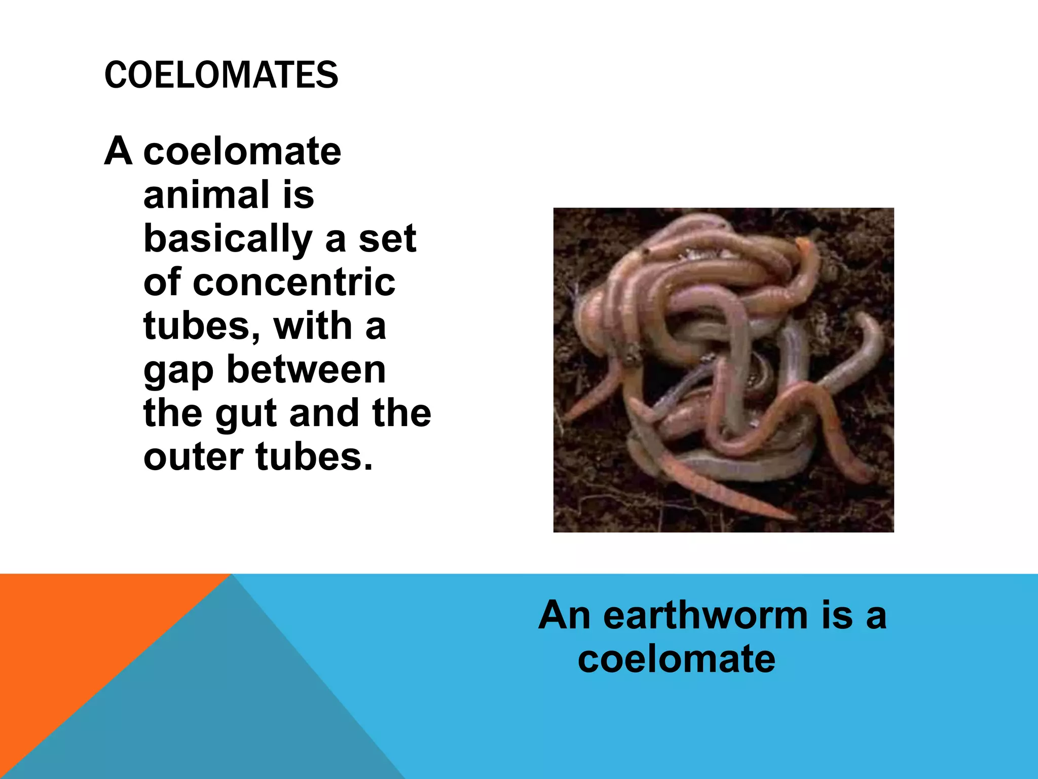 COELOMATES
A coelomate
  animal is
  basically a set
  of concentric
  tubes, with a
  gap between
  the gut and the
  outer tubes.


                    An earthworm is a
                     coelomate
 