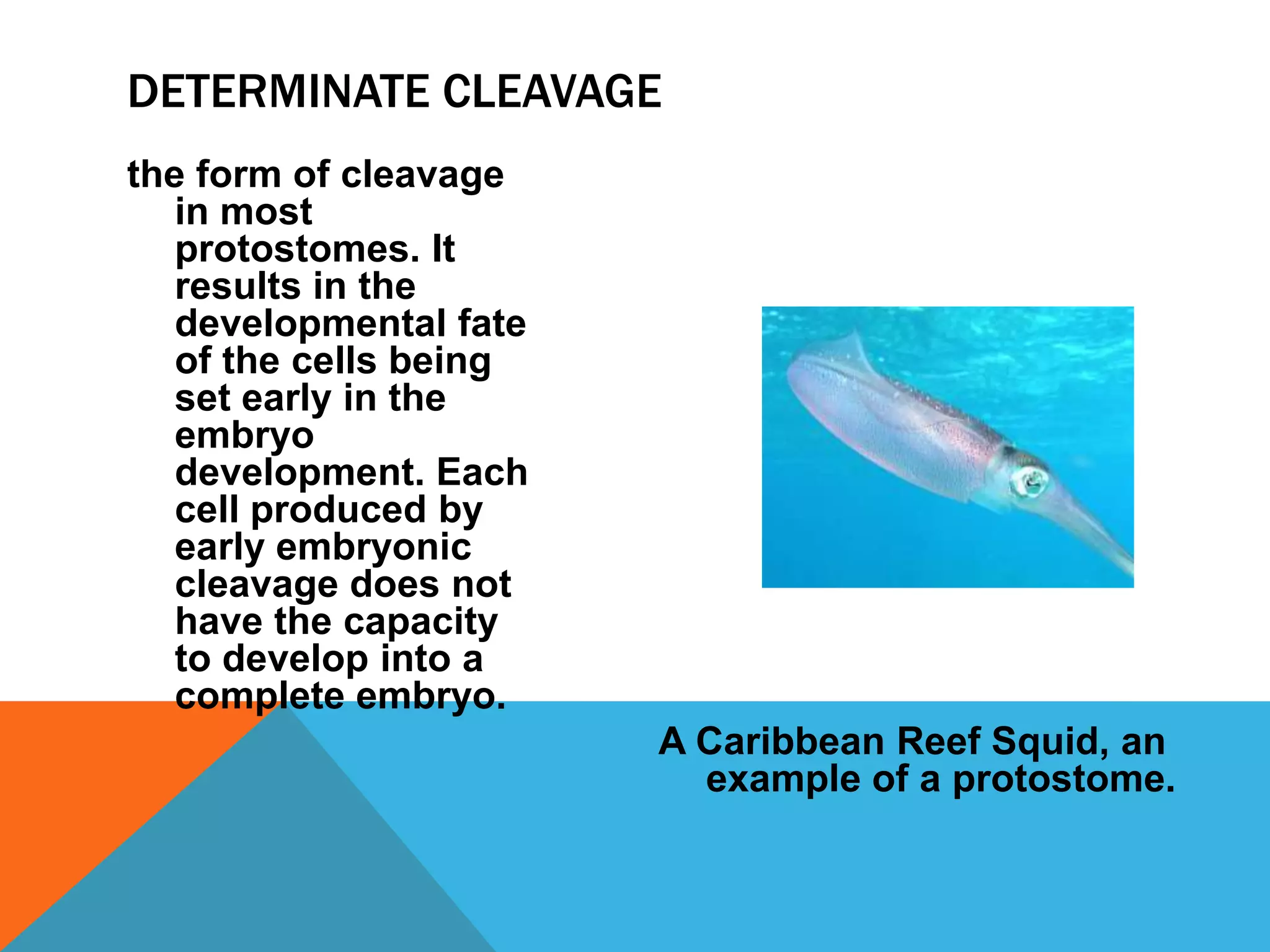 DETERMINATE CLEAVAGE
the form of cleavage
   in most
   protostomes. It
   results in the
   developmental fate
   of the cells being
   set early in the
   embryo
   development. Each
   cell produced by
   early embryonic
   cleavage does not
   have the capacity
   to develop into a
   complete embryo.
                        A Caribbean Reef Squid, an
                          example of a protostome.
 