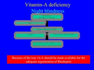 lig h t
in d a r k S o m e o f t h e r e t in o l is lo s t
s p o n t a n e o u s c o m b in a t io n o f t h e
a b o v e tw o t o fo r m a g a in R h o d o p s in
o p s in + is o m e r o f r e t in a l
R h o d o p s in
R E T I N A L + O P S IN
Vitamin-A deficiency
Night blindness
Because of the loss vit-A should be made available for the
adequate regeneration of Rhodopsin
 