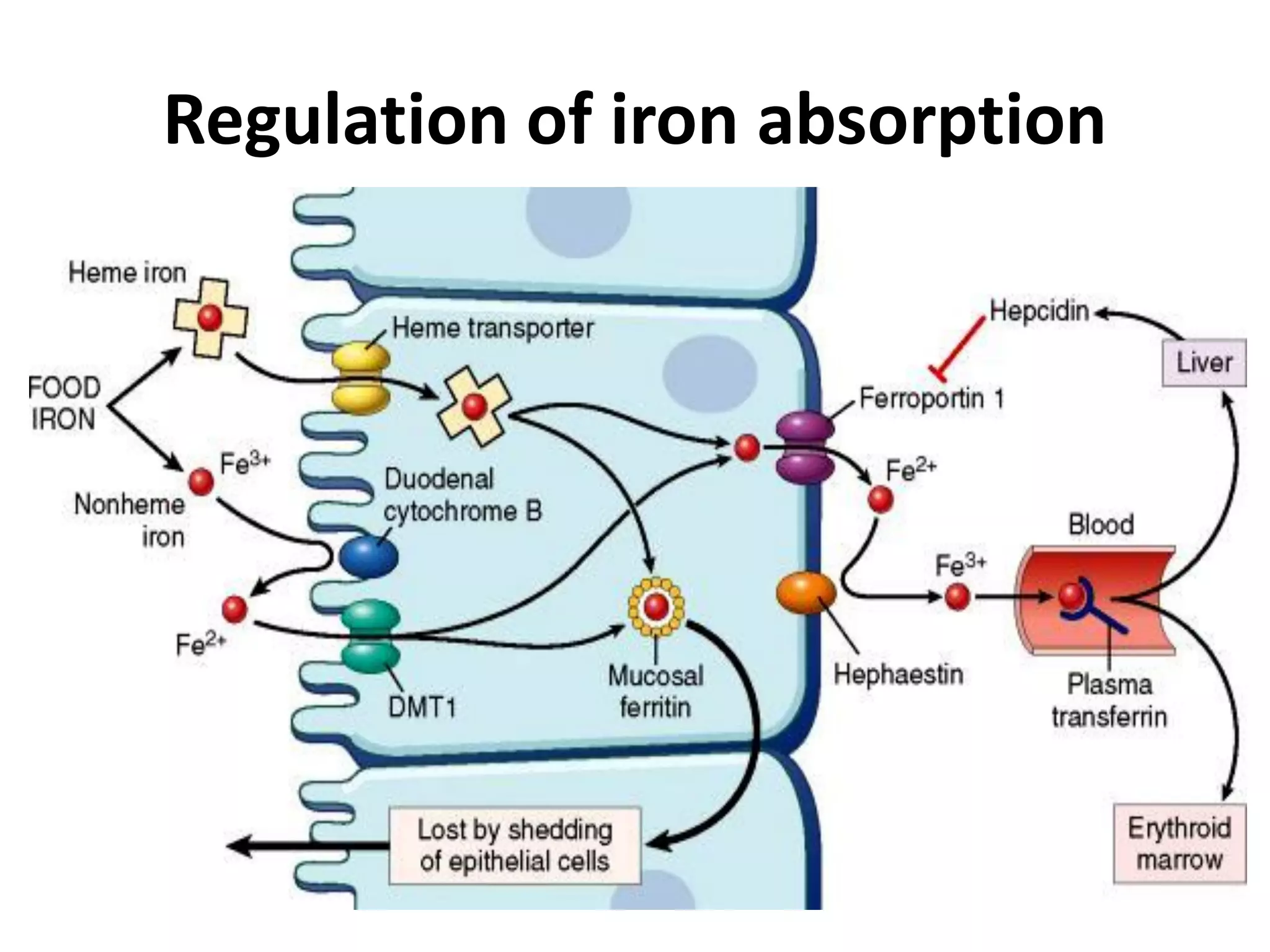 Regulation of iron absorption
 