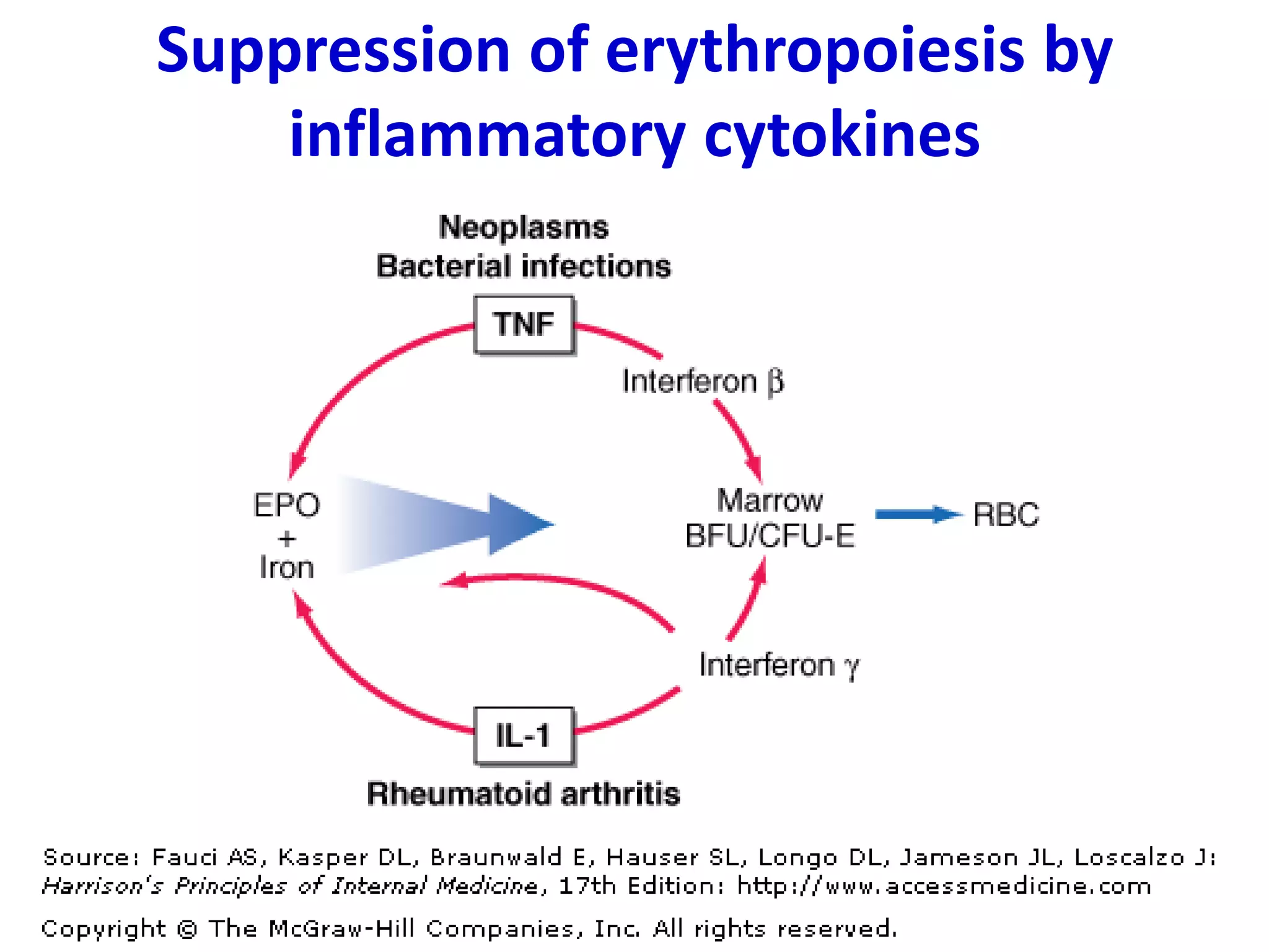 Suppression of erythropoiesis by
    inflammatory cytokines
 
