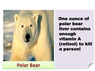 One ounce of
polar bear
liver contains
enough
vitamin A
(retinol) to kill
a person!
 