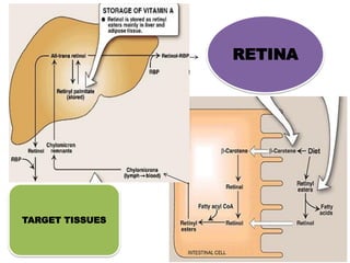 RETINA
TARGET TISSUES
ABSORPTION
TRANSPORT
AND
STORAGE
 