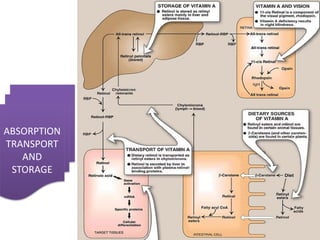 ABSORPTION
TRANSPORT
AND
STORAGE
 