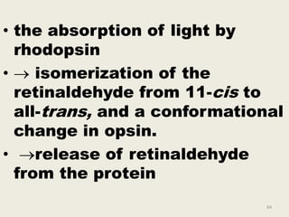 • the absorption of light by
rhodopsin
•  isomerization of the
retinaldehyde from 11-cis to
all-trans, and a conformational
change in opsin.
• release of retinaldehyde
from the protein
64
 