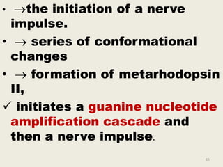 • the initiation of a nerve
impulse.
•  series of conformational
changes
•  formation of metarhodopsin
II,
 initiates a guanine nucleotide
amplification cascade and
then a nerve impulse.
65
 