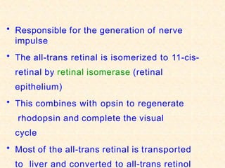 • Responsible for the generation of nerve
impulse
• The all-trans retinal is isomerized to 11-cis-
retinal by retinal isomerase (retinal
epithelium)
• This combines with opsin to regenerate
rhodopsin and complete the visual
cycle
• Most of the all-trans retinal is transported
to liver and converted to all-trans retinol
 