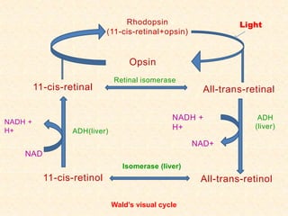 Rhodopsin
(11-cis-retinal+opsin)
All-trans-retinal
All-trans-retinol
NAD+
NADH +
H+
ADH
(liver)
11-cis-retinol
11-cis-retinal
NAD
NADH +
H+ ADH(liver)
Isomerase (liver)
Opsin
Retinal isomerase
Wald’s visual cycle
Light
 