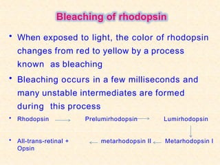 Bleaching of rhodopsin
• When exposed to light, the color of rhodopsin
changes from red to yellow by a process
known as bleaching
• Bleaching occurs in a few milliseconds and
many unstable intermediates are formed
during this process
• Rhodopsin Prelumirhodopsin Lumirhodopsin
• All-trans-retinal +
Opsin
metarhodopsin II Metarhodopsin I
 
