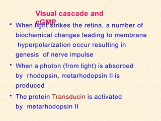 Visual cascade and
cGMP
• When light strikes the retina, a number of
biochemical changes leading to membrane
hyperpolarization occur resulting in
genesis of nerve impulse
• When a photon (from light) is absorbed
by rhodopsin, metarhodopsin II is
produced
• The protein Transducin is activated
by metarhodopsin II
 
