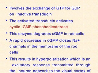• Involves the exchange of GTP for GDP
on inactive transducin
• The activated transducin activates
cyclic GMP phosphodiesterase
• This enzyme degrades cGMP in rod cells
• A rapid decrease in cGMP closes Na+
channels in the membrane of the rod
cells
• This results in hyperpolarization which is an
excitatory response transmitted through
the neuron network to the visual cortex of
 