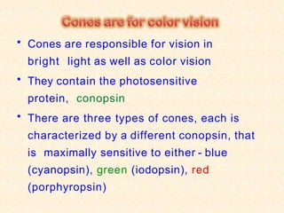 • Cones are responsible for vision in
bright light as well as color vision
• They contain the photosensitive
protein, conopsin
• There are three types of cones, each is
characterized by a different conopsin, that
is maximally sensitive to either - blue
(cyanopsin), green (iodopsin), red
(porphyropsin)
 