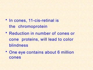 • In cones, 11-cis-retinal is
the chromoprotein
• Reduction in number of cones or
cone proteins, will lead to color
blindness
• One eye contains about 6 million
cones
 