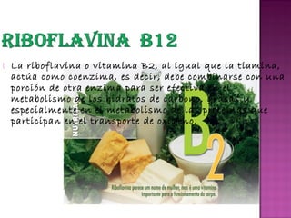 

La riboflavina o vitamina B2, al igual que la tiamina,
actúa como coenzima, es decir, debe combinarse con una
porción de otra enzima para ser efectiva en el
metabolismo de los hidratos de carbono, grasas y
especialmente en el metabolismo de las proteínas que
participan en el transporte de oxígeno.

 