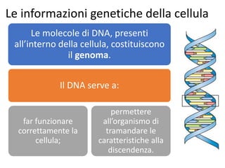 Le informazioni genetiche della cellula
Le molecole di DNA, presenti
all’interno della cellula, costituiscono
il genoma.
Il DNA serve a:
far funzionare
correttamente la
cellula;
permettere
all’organismo di
tramandare le
caratteristiche alla
discendenza.
 