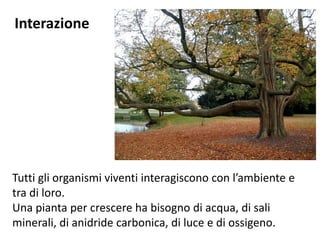 Interazione
Tutti gli organismi viventi interagiscono con l’ambiente e
tra di loro.
Una pianta per crescere ha bisogno di acqua, di sali
minerali, di anidride carbonica, di luce e di ossigeno.
 