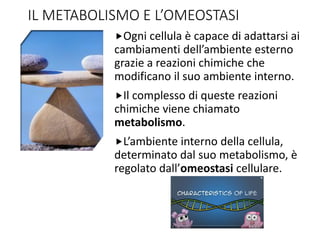 IL METABOLISMO E L’OMEOSTASI
Ogni cellula è capace di adattarsi ai
cambiamenti dell’ambiente esterno
grazie a reazioni chimiche che
modificano il suo ambiente interno.
Il complesso di queste reazioni
chimiche viene chiamato
metabolismo.
L’ambiente interno della cellula,
determinato dal suo metabolismo, è
regolato dall’omeostasi cellulare.
 