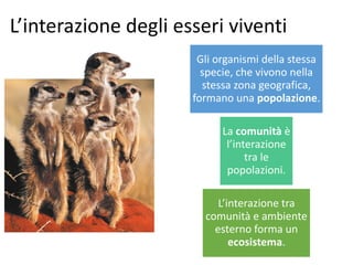 L’interazione degli esseri viventi
Gli organismi della stessa
specie, che vivono nella
stessa zona geografica,
formano una popolazione.
La comunità è
l’interazione
tra le
popolazioni.
L’interazione tra
comunità e ambiente
esterno forma un
ecosistema.
 