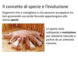 Il concetto di specie e l’evoluzione
Organismi che si somigliano e che possono accoppiarsi tra
loro generando una prole feconda appartengono alla
stessa specie.
Le specie sono
sottoposte a evoluzione
per selezione naturale a
partire da un antenato
comune.
 