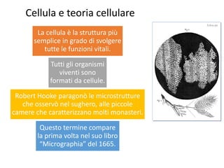 Cellula e teoria cellulare
La cellula è la struttura più
semplice in grado di svolgere
tutte le funzioni vitali.
Tutti gli organismi
viventi sono
formati da cellule.
Robert Hooke paragonò le microstrutture
che osservò nel sughero, alle piccole
camere che caratterizzano molti monasteri.
Questo termine compare
la prima volta nel suo libro
“Micrographia” del 1665.
 