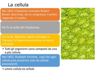 La cellula
Nel 1831 il botanico scozzese Robert
Brown descrisse, ad un congresso, il primo
organulo: il nucleo.
Poi fu la volta del citoplasma.
Più tardi, Matthias Jakob Schleiden e
Theodor Schwann enunciarono la teoria
cellulare,
• Tutti gli organismi sono composti da una
o più cellule.
Nel 1855, Rudolph Virchow, capì che ogni
cellula può provenire solo da cellule
preesistenti.
• omnis cellula ex cellula
 