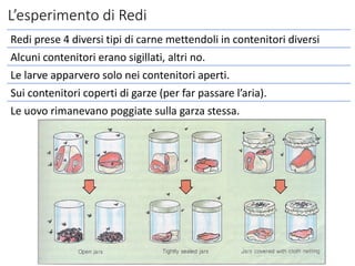 L’esperimento di Redi
Redi prese 4 diversi tipi di carne mettendoli in contenitori diversi
Alcuni contenitori erano sigillati, altri no.
Le larve apparvero solo nei contenitori aperti.
Sui contenitori coperti di garze (per far passare l’aria).
Le uovo rimanevano poggiate sulla garza stessa.
 
