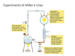 Esperimento di Miller e Urey
 