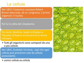 La cellula
Nel 1831 il botanico scozzese Robert
Brown descrisse, ad un congresso, il primo
organulo: il nucleo.
Poi fu la volta del citoplasma.
Più tardi, Matthias Jakob Schleiden e
Theodor Schwann enunciarono la teoria
cellulare,
• Tutti gli organismi sono composti da una
o più cellule.
Nel 1855, Rudolph Virchow, capì che ogni
cellula può provenire solo da cellule
preesistenti.
• omnis cellula ex cellula
 