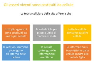 Gli esseri viventi sono costituiti da cellule
La teoria cellulare della vita afferma che
tutti gli organismi
sono costituiti da
una o più cellule
la cellula è la più
piccola unità di
materia vivente
tutte le cellule
derivano da altre
cellule
le reazioni chimiche
avvengono
all’interno delle
cellule
le cellule
contengono le
informazioni
ereditarie
le informazioni si
trasmettono dalla
cellula madre alla
cellula figlia
 