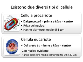 Esistono due diversi tipi di cellule
Cellula procariote
• Dal greco pró = prima e kàra = centro
• Priva del nucleo
• Hanno diametro medio di 1 μm
Cellula eucariote
• Dal greco éu = bene e kàra = centro
Con nucleo evidente
Hanno diametro medio compreso tra 10 e 30 μm
 