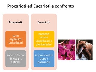 Procarioti ed Eucarioti a confronto
Procarioti:
sono
organismi
unicellulari
sono le forme
di vita più
antiche
Eucarioti:
possono
essere
unicellulari o
pluricellulari
si sono evoluti
dopo i
procarioti
 