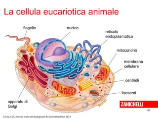 La cellula eucariotica animale
40
nucleo
mitocondrio
centrioli
membrana
cellulare
apparato di
Golgi
reticolo
endoplasmatico
lisosomi
flagello
Curtis et al., Il nuovo Invito alla biologia.blu © Zanichelli editore 2017
 