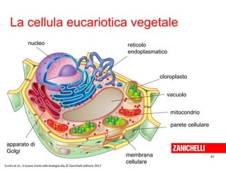 La cellula eucariotica vegetale
41
nucleo
apparato di
Golgi
membrana
cellulare
reticolo
endoplasmatico
mitocondrio
cloroplasto
parete cellulare
vacuolo
Curtis et al., Il nuovo Invito alla biologia.blu © Zanichelli editore 2017
 