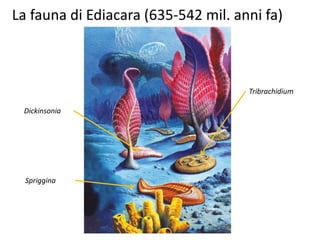 La fauna di Ediacara (635-542 mil. anni fa)
Dickinsonia
Tribrachidium
Spriggina
 