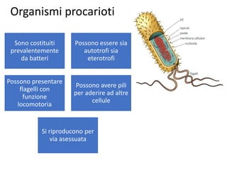 Sono costituiti
prevalentemente
da batteri
Possono essere sia
autotrofi sia
eterotrofi
Possono presentare
flagelli con
funzione
locomotoria
Possono avere pili
per aderire ad altre
cellule
Si riproducono per
via asessuata
Organismi procarioti
 