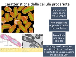 Hanno piccole
dimensioni
(da 1 a 10 µm)
Non presentano
organuli circondati
da membrana
Possiedono
una parete
cellulare
Dispongono di materiale
genetico posto nel nucleoide
e costituito da un cromosoma
che contiene DNA
Caratteristiche delle cellule procariote
 