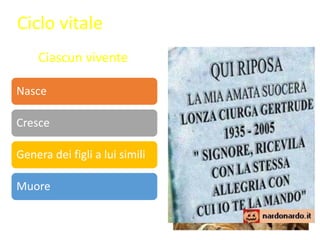 Nasce
Cresce
Genera dei figli a lui simili
Muore
Ciascun vivente
Ciclo vitale
 
