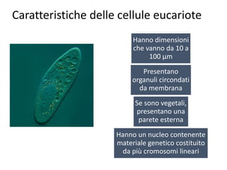 Hanno dimensioni
che vanno da 10 a
100 µm
Presentano
organuli circondati
da membrana
Se sono vegetali,
presentano una
parete esterna
Hanno un nucleo contenente
materiale genetico costituito
da più cromosomi lineari
Caratteristiche delle cellule eucariote
 