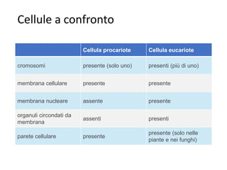 Cellule a confronto
Cellula procariote Cellula eucariote
cromosomi presente (solo uno) presenti (più di uno)
membrana cellulare presente presente
membrana nucleare assente presente
organuli circondati da
membrana
assenti presenti
parete cellulare presente
presente (solo nelle
piante e nei funghi)
 