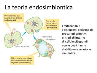 La teoria endosimbiontica
I mitocondri e
i cloroplasti derivano da
procarioti primitivi
entrati all’interno
di cellule più grandi
con le quali hanno
stabilito una relazione
simbiotica.
 