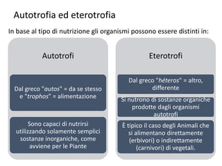 Autotrofia ed eterotrofia
Autotrofi
Dal greco "autos" = da se stesso
e "trophos" = alimentazione
Sono capaci di nutrirsi
utilizzando solamente semplici
sostanze inorganiche, come
avviene per le Piante
Eterotrofi
Dal greco "héteros" = altro,
differente
Si nutrono di sostanze organiche
prodotte dagli organismi
autotrofi
È tipico il caso degli Animali che
si alimentano direttamente
(erbivori) o indirettamente
(carnivori) di vegetali.
In base al tipo di nutrizione gli organismi possono essere distinti in:
 
