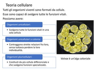 Teoria cellulare
Tutti gli organismi viventi sono formati da cellule.
Esse sono capaci di svolgere tutte le funzioni vitali.
Possiamo avere:
• Svolgono tutte le funzioni vitali in una
sola cellula
Organismi unicellulari:
• Contraggono strette relazioni fra loro,
senza tuttavia perdere la loro
individualità.
Organismi unicellulari a colonia:
• Costituiti da più cellule differenziate e
che svolgono funzioni specializzate.
Organismi pluricellulari:
Volvox è un’alga coloniale
 