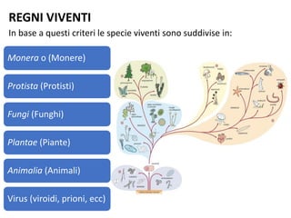 REGNI VIVENTI
In base a questi criteri le specie viventi sono suddivise in:
Monera o (Monere)
Protista (Protisti)
Fungi (Funghi)
Plantae (Piante)
Animalia (Animali)
Virus (viroidi, prioni, ecc)
 