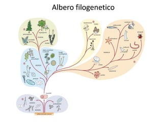 Albero filogenetico
 