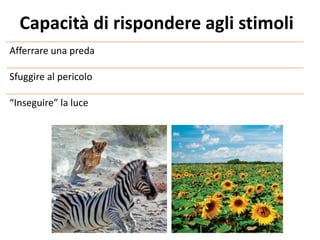 Afferrare una preda
Sfuggire al pericolo
“Inseguire” la luce
Capacità di rispondere agli stimoli
 