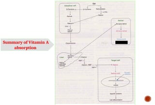 Summary of Vitamin A
absorption
 