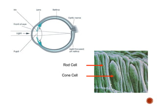 Rod Cell
Cone Cell
 