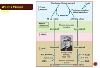 Wald’s Visual
Cycle
 