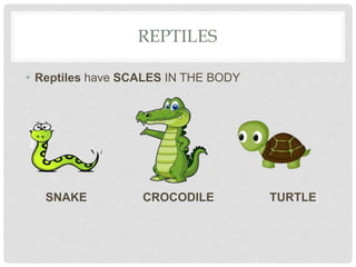 REPTILES
• Reptiles have SCALES IN THE BODY
SNAKE CROCODILE TURTLE
 