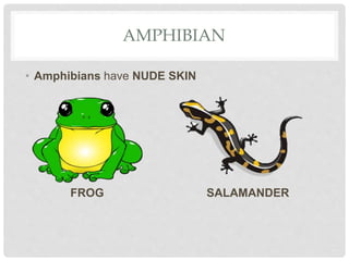 AMPHIBIAN
• Amphibians have NUDE SKIN
FROG SALAMANDER
 
